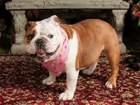 DogPix_019-M.webp