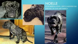 Noelle.webp