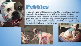 Pebbles.webp
