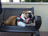jumar.valdez.Bulldog at work.webp
