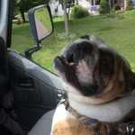 rideing with dad.webp