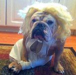 bulldog wig.jpg