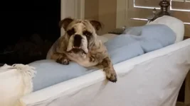 6.5 months old - You coming to watch the game or not.webp