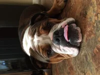 Ellie.webp