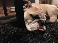ChopTongue.webp