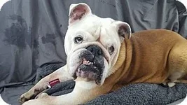 bruno3.webp