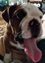 Tongue.webp