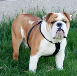 Cyrus6.webp