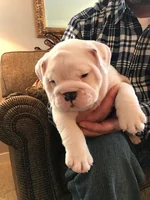 Louie 1.webp