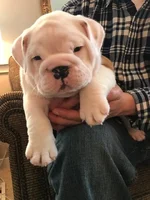 Louie 2.webp