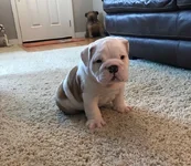 Louie 3.webp