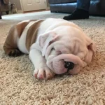 Louie 5.webp