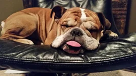 Sarge chair cheeks 20160207_203412.webp