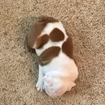 Louie 6.webp