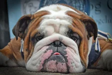 Bennee Pet Expo 2018 a.webp