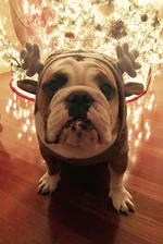 Chewy.webp
