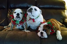 Christmas 2016.webp