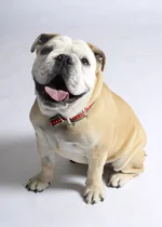 TOOTSIE ROLL.webp