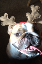 Reindeer Gracie.PNG