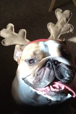 Reindeer Gracie.webp