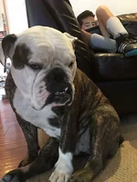 Grumpy Bowser.webp