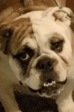 Sir Arlington - 11-28-2016 (d).webp Sir Arlington - 11-28-2016 (d).webp