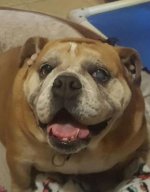 gertie.jpg gertie.jpg