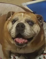 gertie.webp