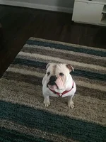 chubbs.webp