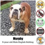 murphy.webp murphy.webp