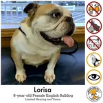 lorisa.webp