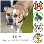 nylah.webp