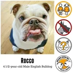 rocco.webp