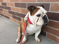 maggie mae.webp