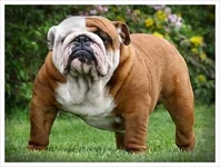 english_bulldog_11.webp
