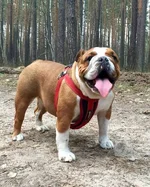 dogpicture1461045988888.webp