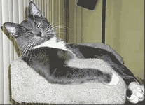 catfinger.gif