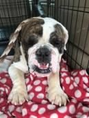 tigger.jpg tigger.jpg