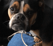 Lucy_new_3-400x350.png Lucy_new_3-400x350.png