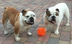 Rocky and Belvy outside.webp
