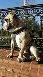 8 months old (almost) -The Watchful  Guardian.webp
