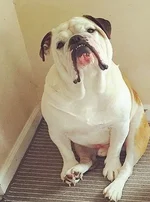 winston.webp