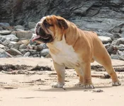 Dudley5.webp