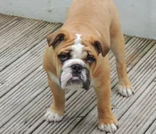 Dudley1.webp