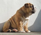 Dudley2.webp