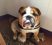 Dudley3.webp