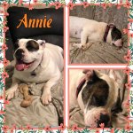 annie.jpg annie.jpg