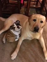 bff.webp