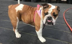 gracie irene.webp gracie irene.webp