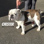 chester.jpg